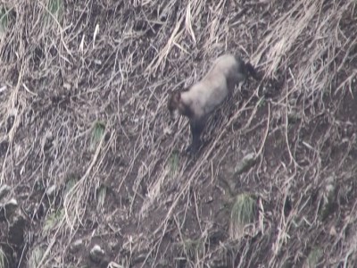 20230317駆け下るカモシカ