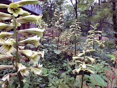 ウバユリの花