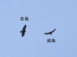 イヌワシ＿若鳥と成鳥