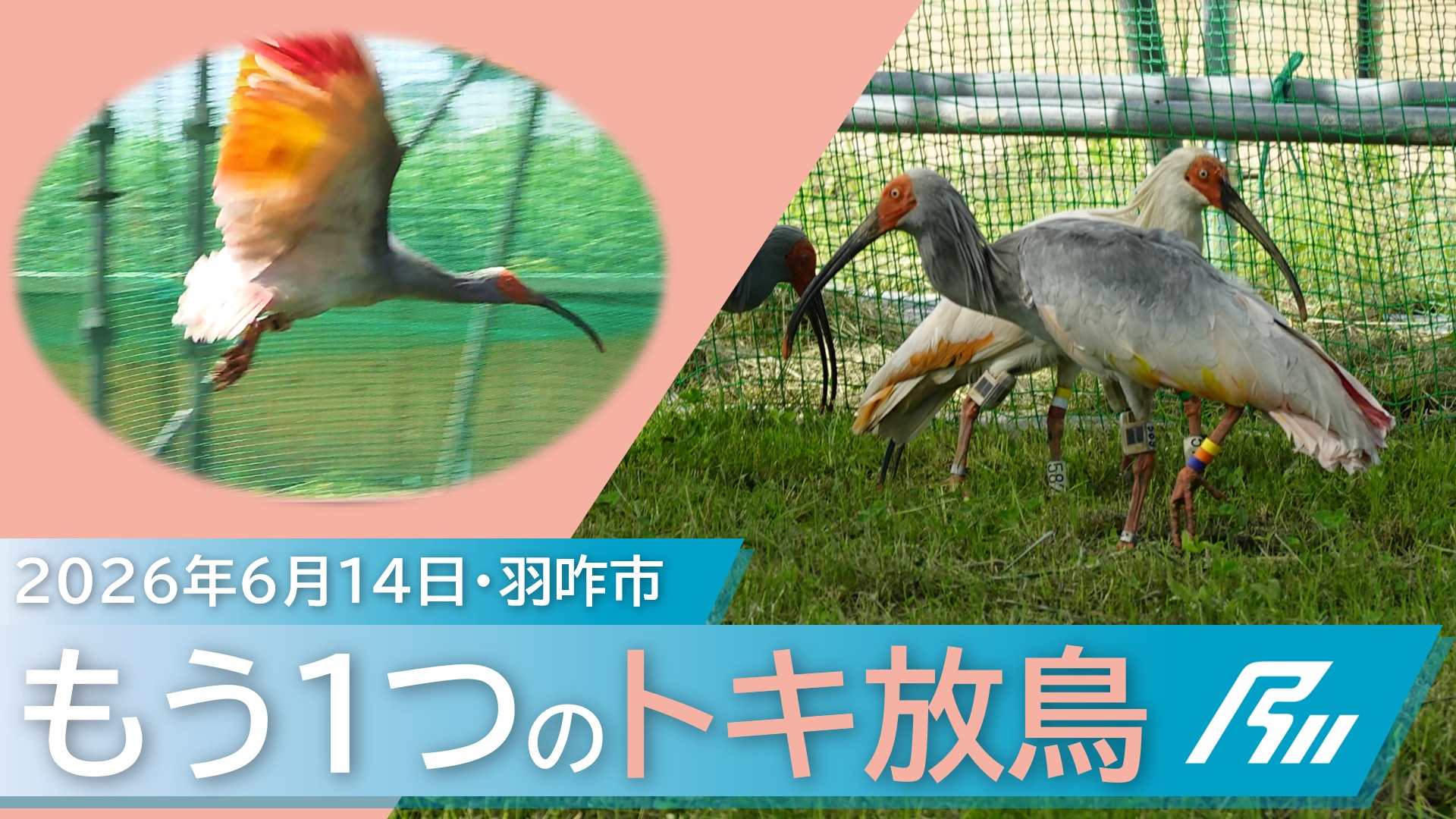 toki2