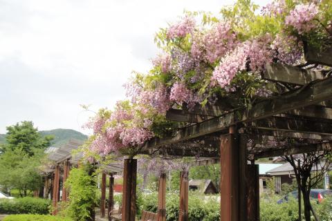 藤棚（吉岡園地）