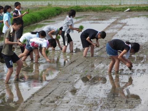 H28松南小学校田植え