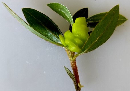 葉芽の初期症状の画像