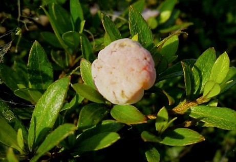 花芽の症状の画像