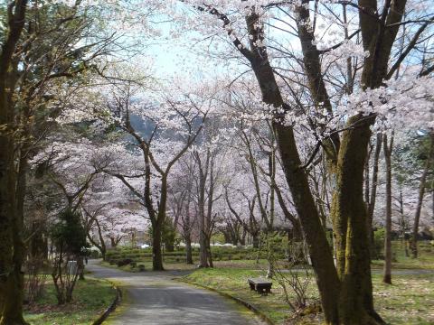 桜の公園