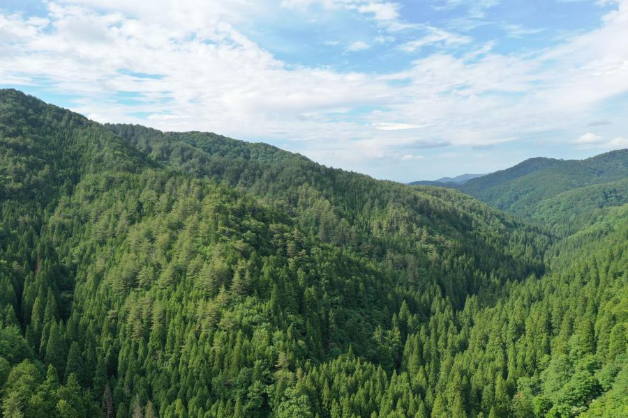 石動山県有林